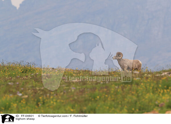 Dickhornschaf / bighorn sheep / FF-04601