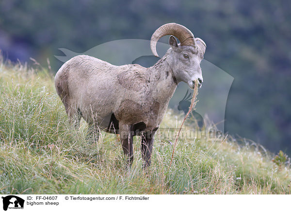 Dickhornschaf / bighorn sheep / FF-04607
