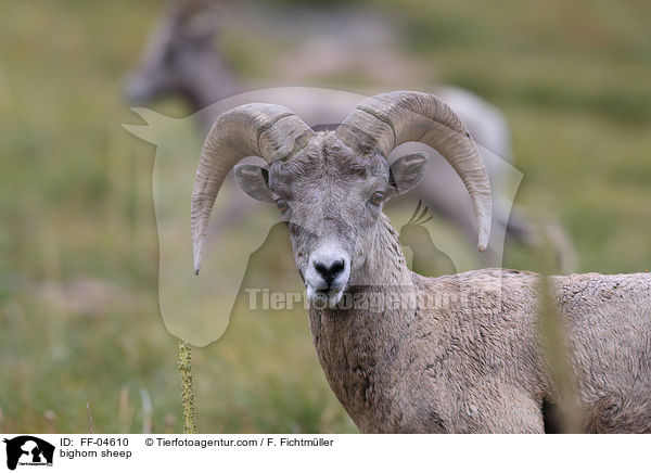 Dickhornschaf / bighorn sheep / FF-04610