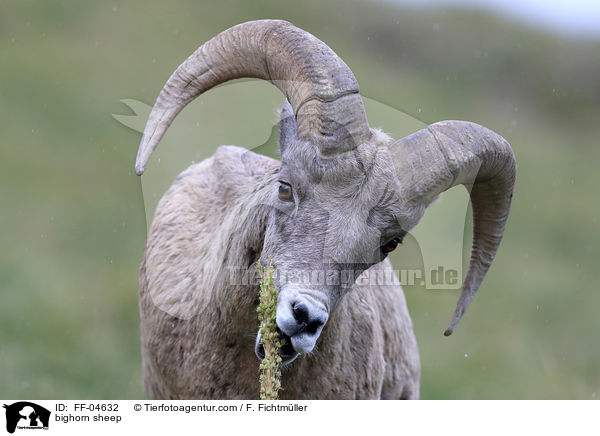 Dickhornschaf / bighorn sheep / FF-04632