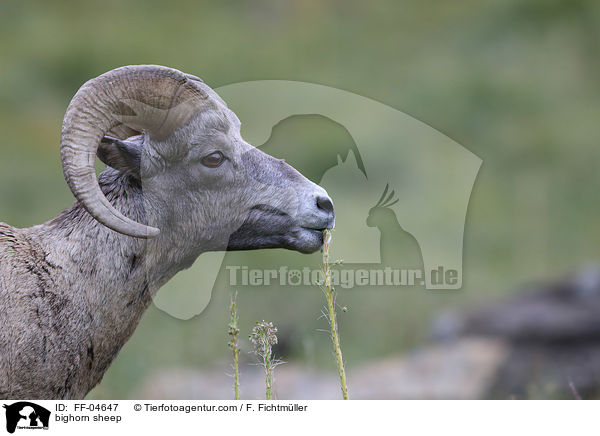 Dickhornschaf / bighorn sheep / FF-04647