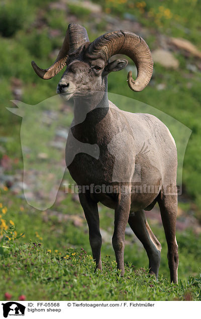 Dickhornschaf / bighorn sheep / FF-05568