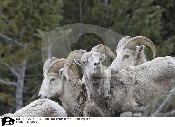 bighorn sheeps / FF-12074