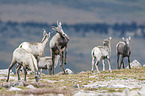 bighorn sheeps