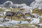 bighorn sheeps