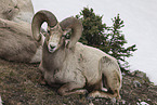 bighorn sheep