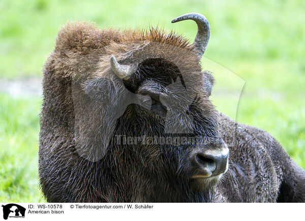 Amerikanischer  Bison / American bison / WS-10578