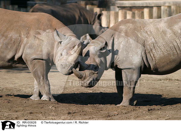 fighting rhinos / RR-00826