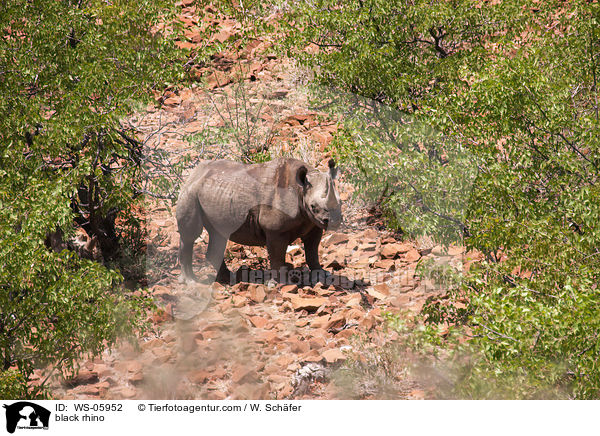 black rhino / WS-05952