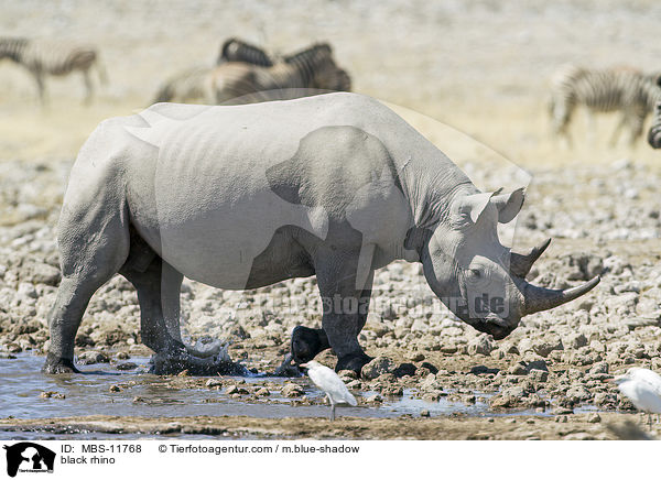 Spitzmaulnashorn / black rhino / MBS-11768