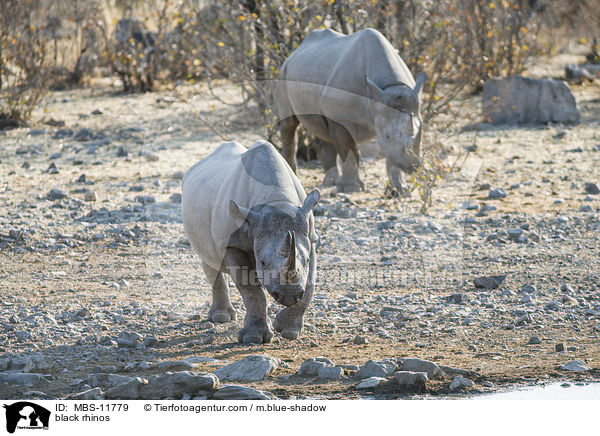 Spitzmaulnashrner / black rhinos / MBS-11779