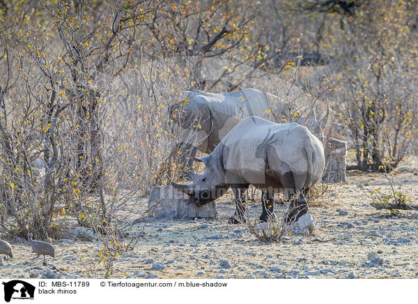 black rhinos / MBS-11789