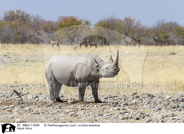 black rhino / MBS-11808