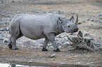 black rhino