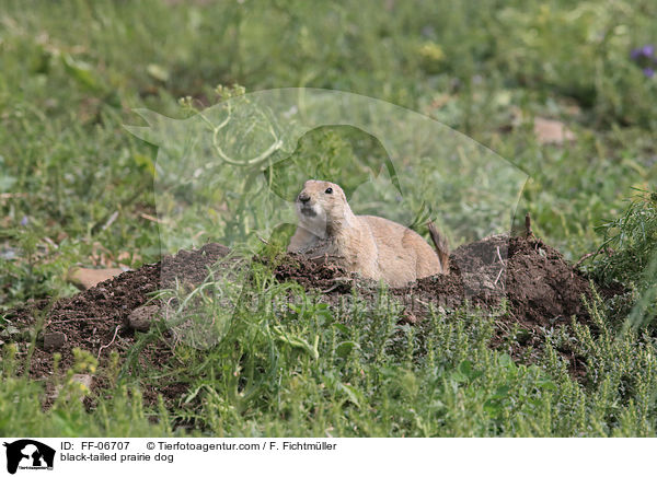 Schwarzschwanz-Prriehund / black-tailed prairie dog / FF-06707