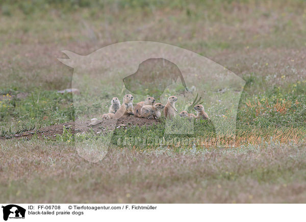 black-tailed prairie dogs / FF-06708