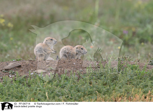 black-tailed prairie dogs / FF-06714