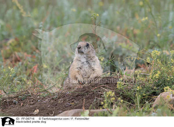 black-tailed prairie dog / FF-06716