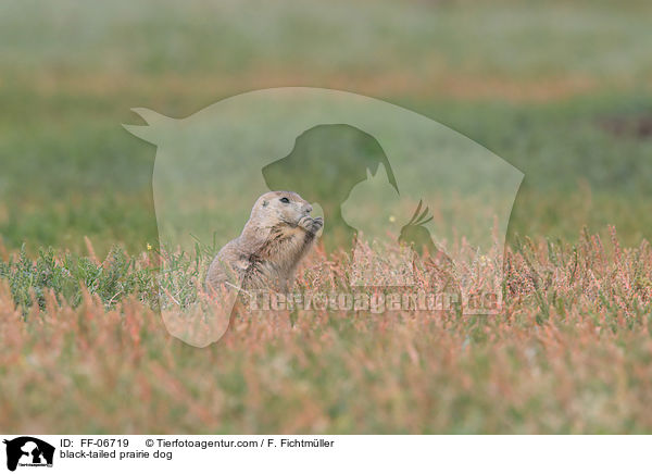 Schwarzschwanz-Prriehund / black-tailed prairie dog / FF-06719