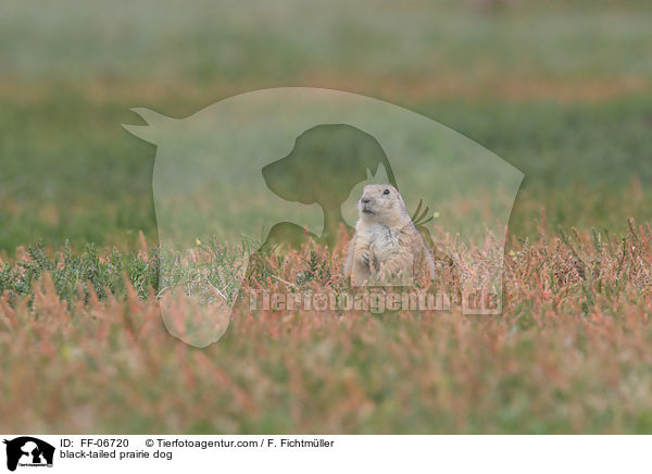 black-tailed prairie dog / FF-06720