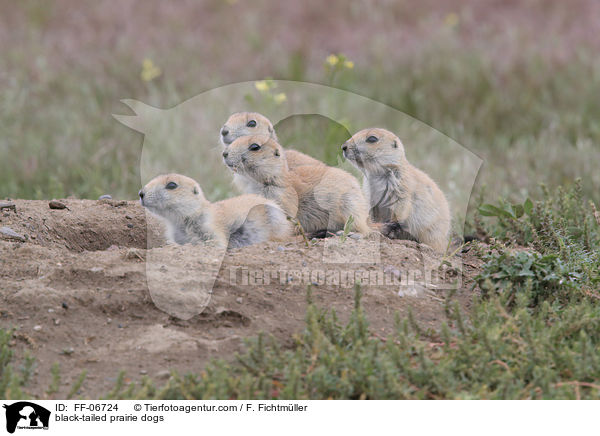 black-tailed prairie dogs / FF-06724