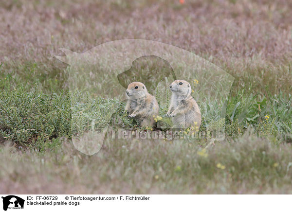 black-tailed prairie dogs / FF-06729