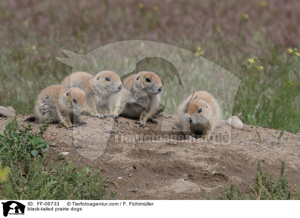 black-tailed prairie dogs / FF-06733