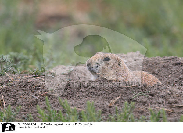 black-tailed prairie dog / FF-06734