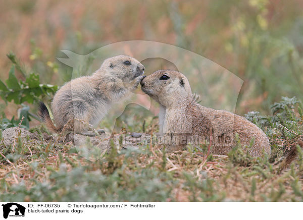 black-tailed prairie dogs / FF-06735