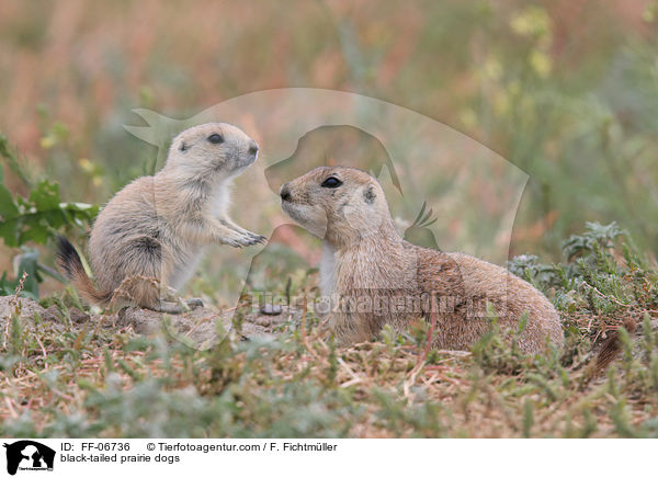 Schwarzschwanz-Prriehunde / black-tailed prairie dogs / FF-06736