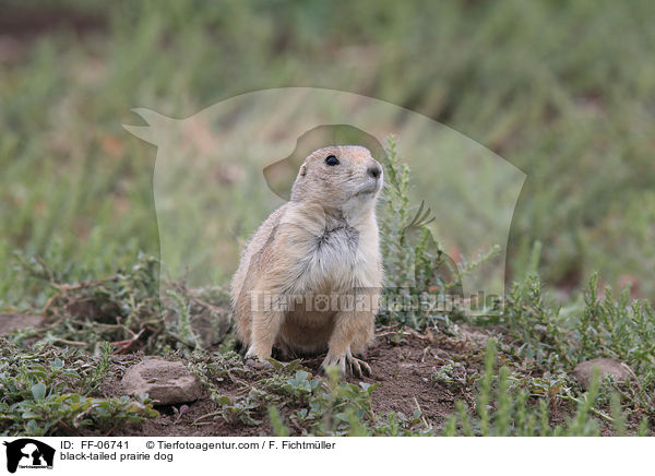 black-tailed prairie dog / FF-06741