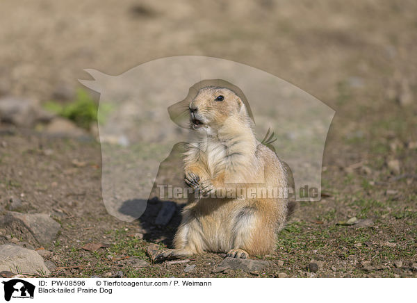 Black-tailed Prairie Dog / PW-08596