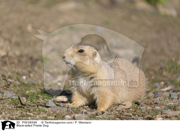 Black-tailed Prairie Dog / PW-08598