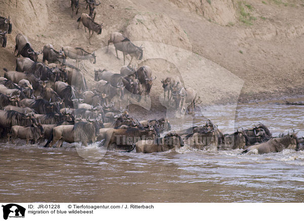migration of blue wildebeest / JR-01228