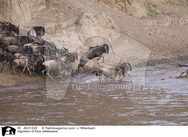 migration of blue wildebeest / JR-01229