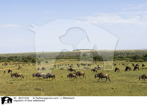 migration of blue wildebeest / JR-01230