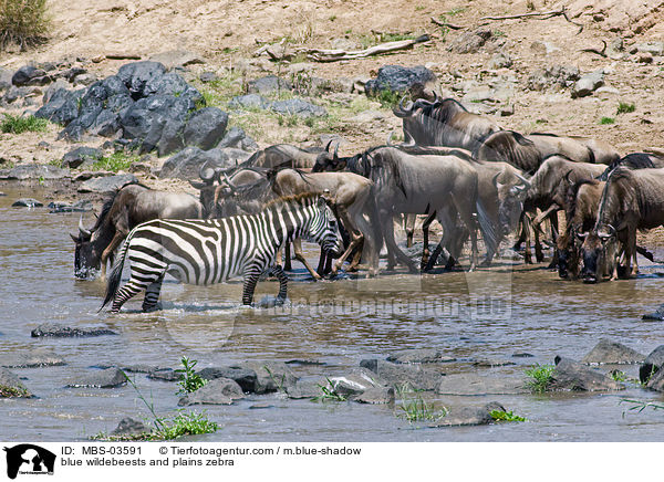 blue wildebeests and plains zebra / MBS-03591