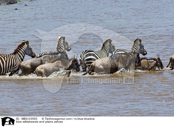 blue wildebeests and plains zebras / MBS-03593