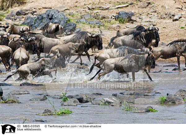 blue wildebeests / MBS-03595