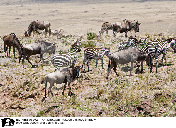 blue wildebeests and plains zebras / MBS-03602