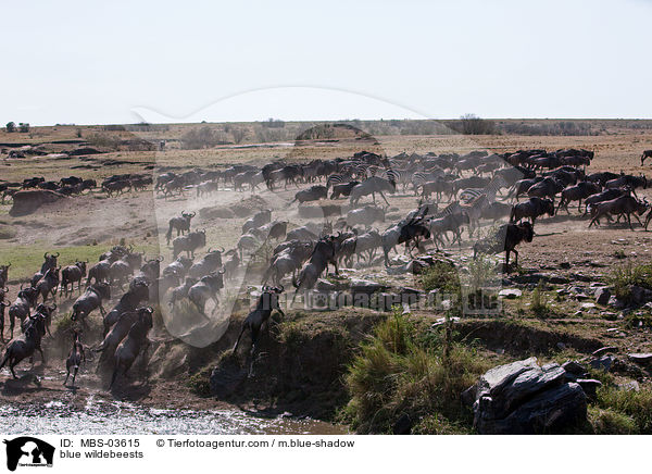 blue wildebeests / MBS-03615