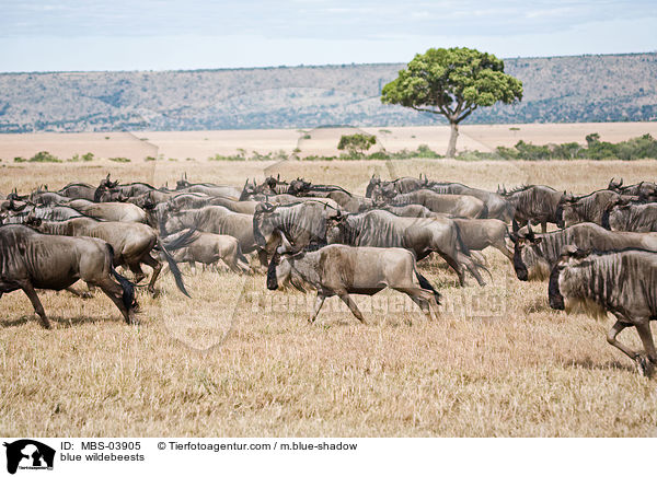 blue wildebeests / MBS-03905