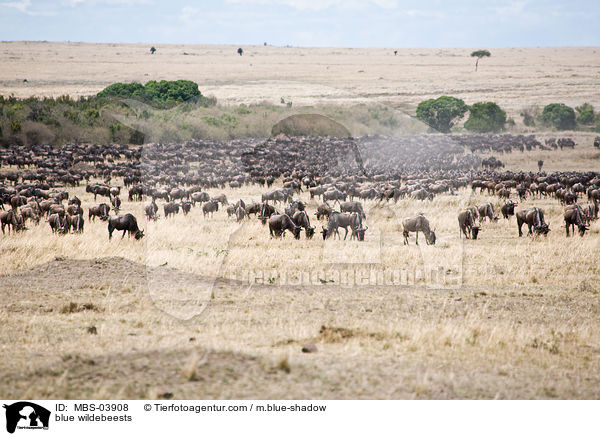 blue wildebeests / MBS-03908