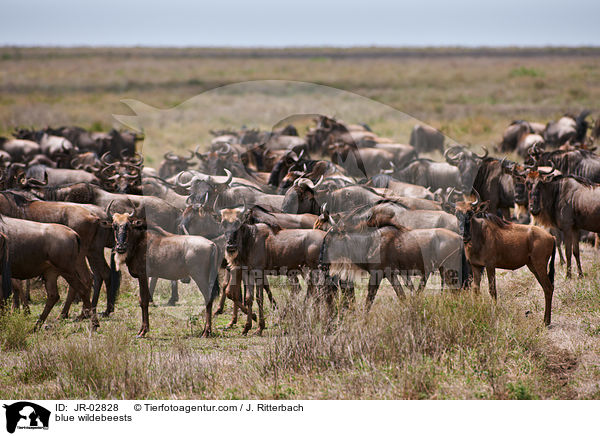 blue wildebeests / JR-02828