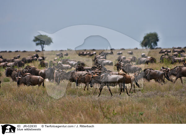 blue wildebeests / JR-02830