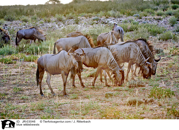 blue wildebeests / JR-03046