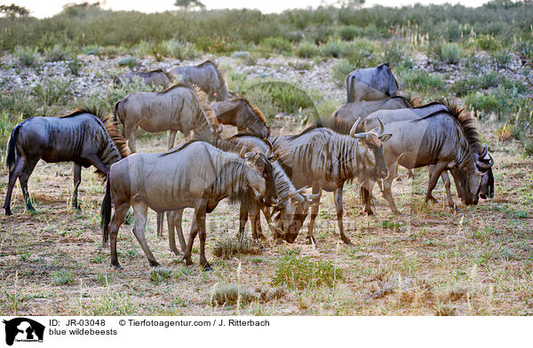 blue wildebeests / JR-03048