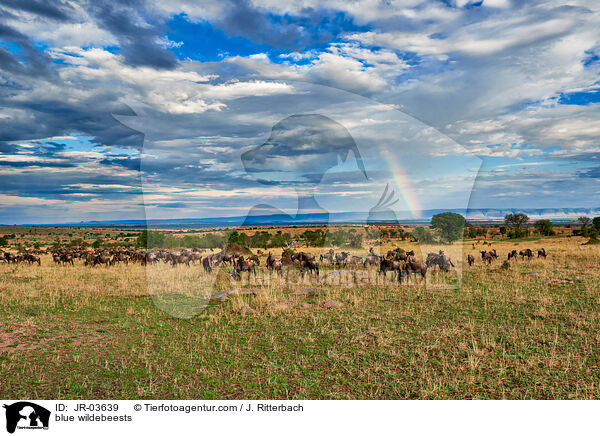 blue wildebeests / JR-03639