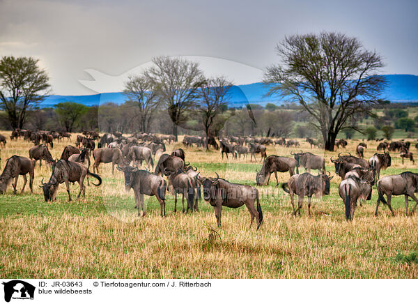 blue wildebeests / JR-03643