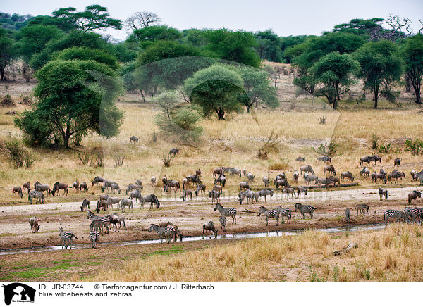 blue wildebeests and zebras / JR-03744